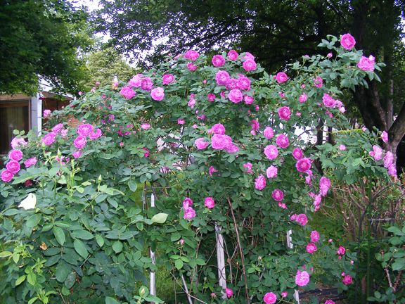 Reine des Violettes photo 2013_06090098_zps876426b9.jpg